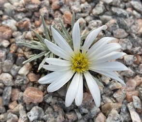 Celmisia sessiliflora 